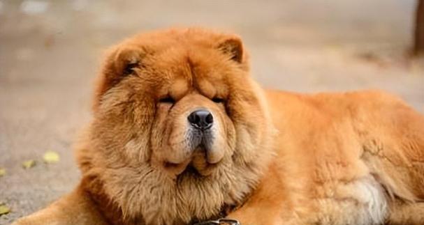 揭秘松狮毛发不好用之谜（探究松狮毛发质量差异的原因及解决方案）(图3)