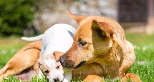 狗狗生完宝宝后的饮食需求（为狗狗提供适当的营养摄入，保障宝宝健康成长）(图2)