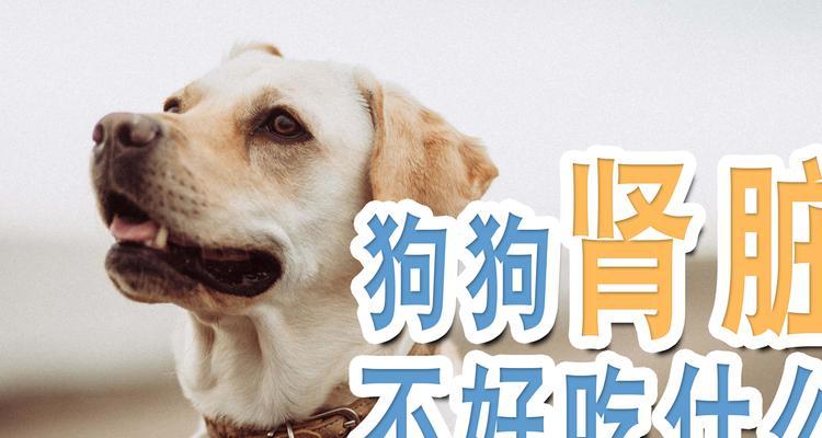 狗狗生完宝宝后的饮食需求（为狗狗提供适当的营养摄入，保障宝宝健康成长）(图1)