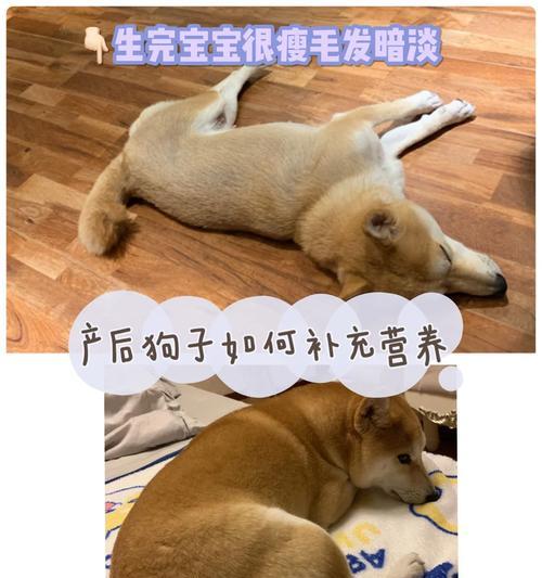 狗狗生完宝宝后的饮食需求（为狗狗提供适当的营养摄入，保障宝宝健康成长）(图3)