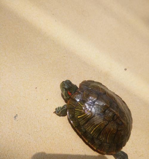 小乌龟的饮食之谜（揭秘极小乌龟的奇特饮食习性）(图3)