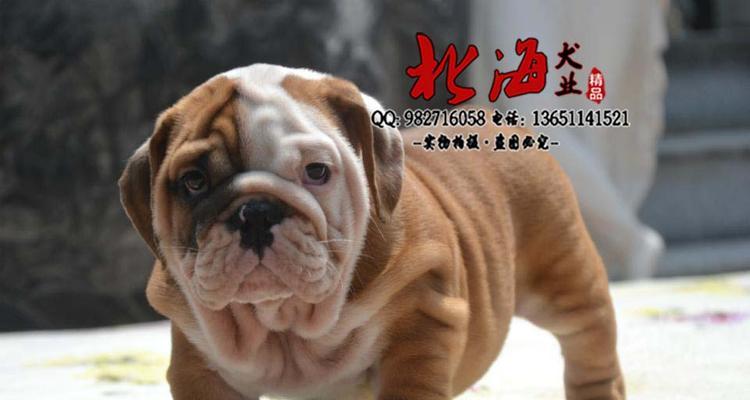 以英牛犬为主题的价格分析（探讨英牛犬的价格区间及市场因素）(图1)