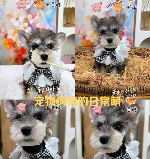 短尾狗——身披与众不同的独特魅力（探索短尾狗的奇妙世界，解析尾巴背后的故事）(图1)