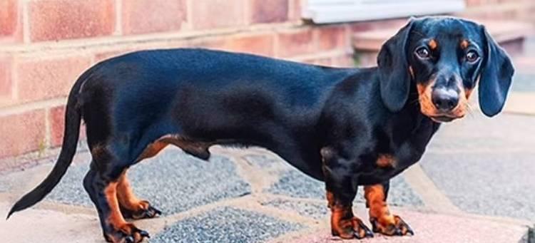 短尾狗——身披与众不同的独特魅力（探索短尾狗的奇妙世界，解析尾巴背后的故事）(图3)