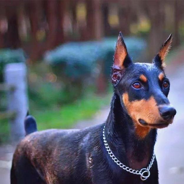 狗狗断尾的常用方法及优劣比较（选择适合狗狗的断尾方法，关爱它的健康成长）(图2)