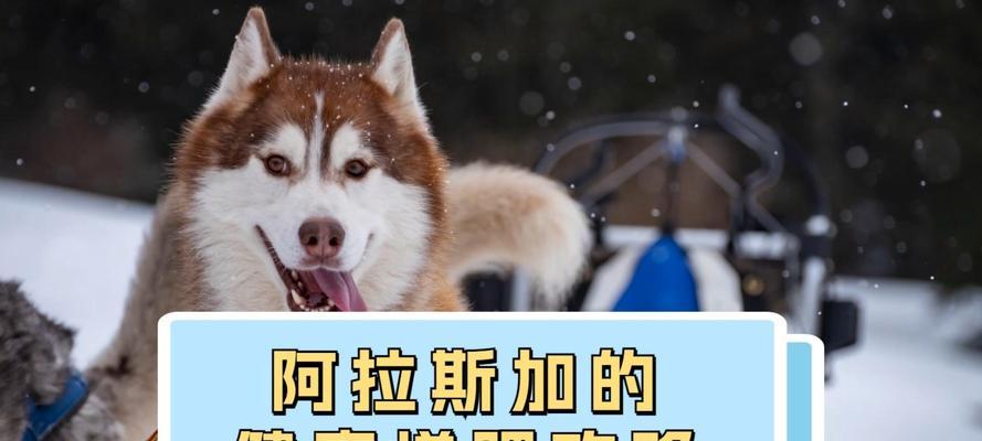 阿拉斯加（探索北方美食文化，揭秘阿拉斯加人多久吃一次骨头的独 - 新生家伴