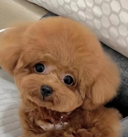 泰迪狗眼睛睁开需要多长时间？（揭秘泰迪狗独特的眼睛睁开过程及注意事项）(图3)