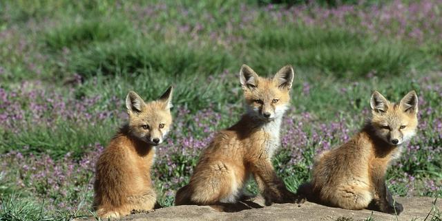 探索安哥拉猫的神秘世界（了解这个罕见而迷人的猫种）(图2)