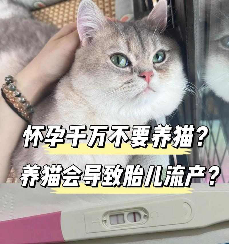猫咪怀孕多久容易流产？（流产风险、影响因素及预防措施） - 新生家伴