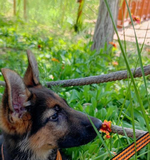 以德牧配完多久下奶（探究德牧配完后产奶时间及相关影响因素） - 新生家伴