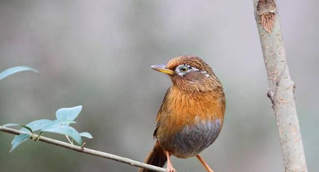 如何快速养熟画眉鸟？（15个方法帮助您加速养熟画眉鸟） - 新生家伴