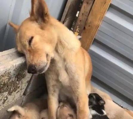 女人为什么愿意当母狗？（探究女性对母性的追求和满足） - 新生家伴