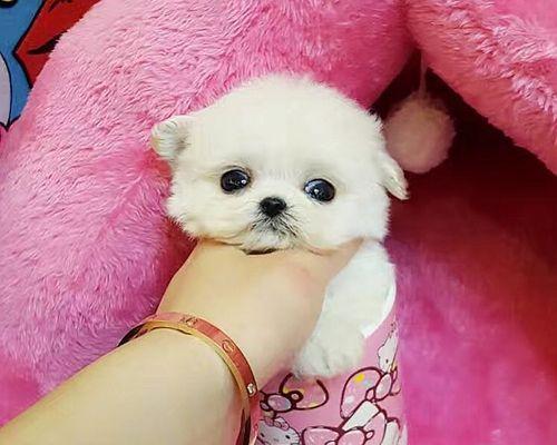 贵宾板凳体（贵宾板凳体）(图1)