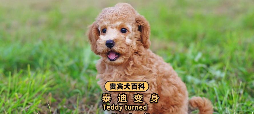 泰迪犬的保健品选择指南（了解泰迪犬的营养需求，选择适合的保健品）(图2)