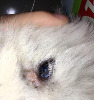 揭秘狗狗眼屎太多的原因（探索狗狗眼屎过多的背后问题及解决方法）(图3)