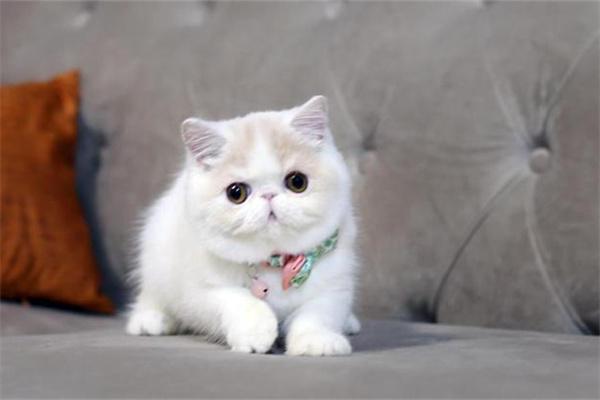 猫咪耳朵发热正常吗？(图2)