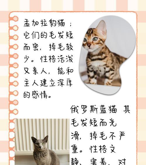 选择适合繁殖的猫种（了解不同猫种的繁殖潜力与特点）(图2)