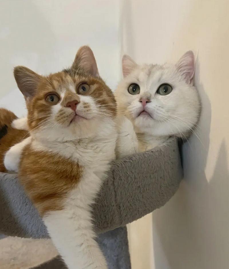 选择适合繁殖的猫种（了解不同猫种的繁殖潜力与特点） - 新生家伴