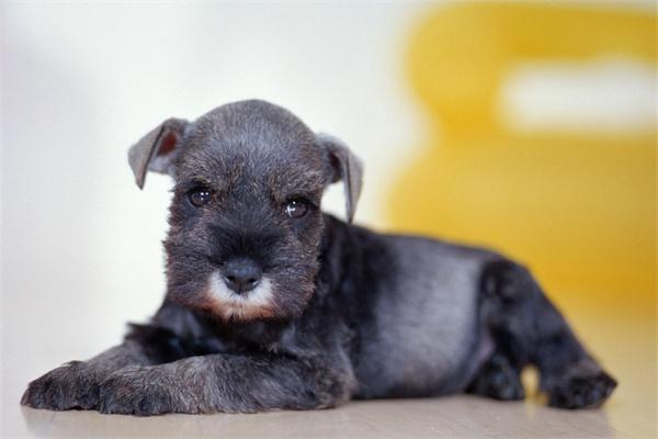 宠物医疗为什么收费那么贵？(图2)