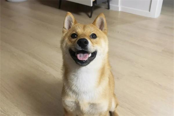 狗狗可以吃冰淇淋吗？(图2)