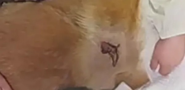 海泊舒治疗病例 | 一例犬咬伤的病例报告(图7)