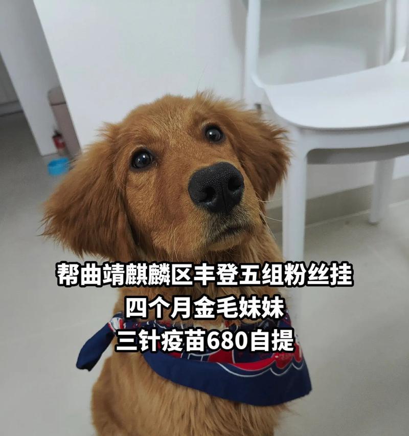 曲靖狗市场的兴起与发展（探索曲靖狗市场的历史演变及未来发展趋 - 新生家伴