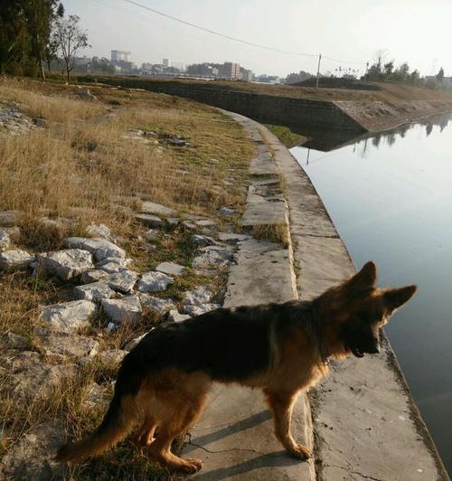 曲靖狗市场的兴起与发展（探索曲靖狗市场的历史演变及未来发展趋势）(图2)