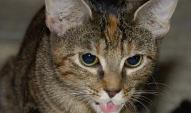 探究猫咪吐水与不进食的原因（揭秘猫咪食欲不振的背后原因与解决方法）(图1)