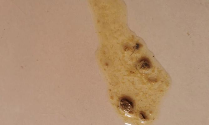 探究猫咪吐水与不进食的原因（揭秘猫咪食欲不振的背后原因与解决方法）(图3)