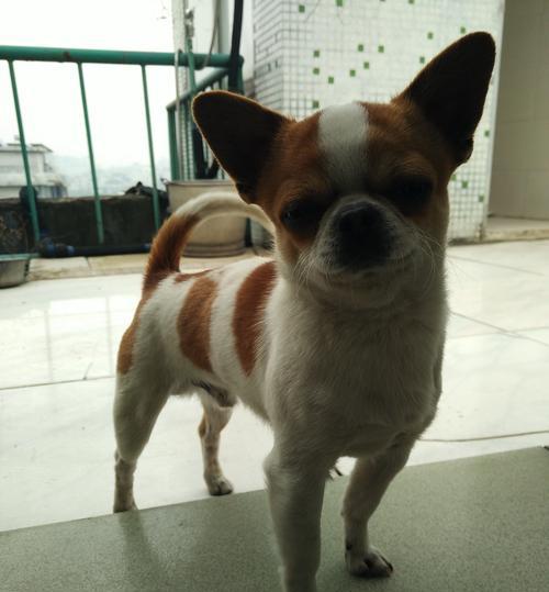 齐娃娃狗（探索这种独特的品种，解读齐娃娃狗的特点、习性和护理 - 新生家伴