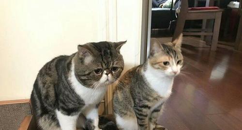 公猫为什么喜欢舔鸡？（揭秘公猫对鸡肉的独特情结） - 新生家伴