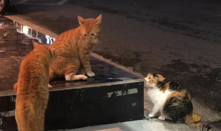 为什么猫会老乱叫？（探寻猫咪叫声背后的原因）(图2)