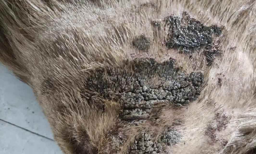 金毛犬皮肤病的防治方法（探索金毛犬皮肤病的治疗新途径）(图2)