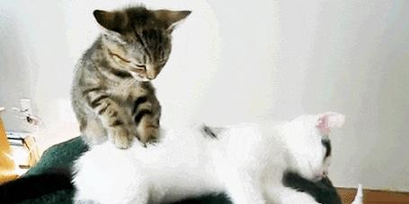 为什么猫会老乱叫？（探寻猫咪叫声背后的原因） - 新生家伴