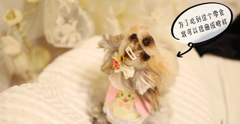 约克夏犬的饲养需注意什么？（养一只健康快乐的约克夏犬，从这些方面开始）(图2)