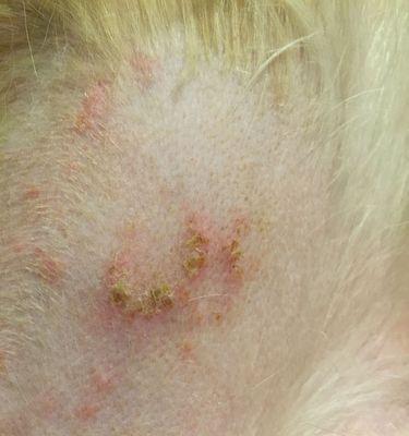 金毛犬皮肤病的防治方法（探索金毛犬皮肤病的治疗新途径） - 新生家伴