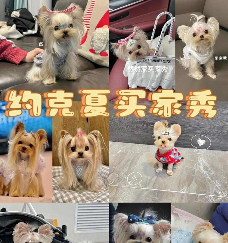 约克夏犬的饲养需注意什么？（养一只健康快乐的约克夏犬，从这些方面开始）(图3)