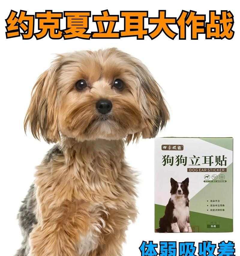 约克夏犬的饲养需注意什么？（养一只健康快乐的约克夏犬，从这些 - 新生家伴