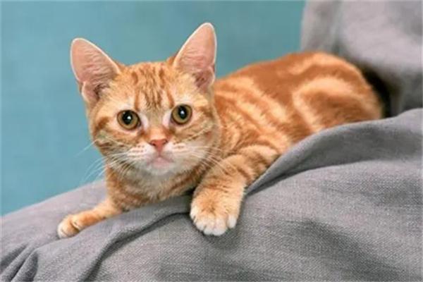 小猫为什么害怕黄瓜？ - 新生家伴