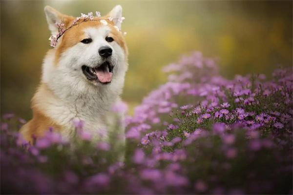 柯基犬不断尾可以吗？(图2)