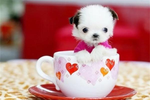 茶杯犬好养吗？ - 新生家伴