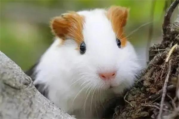 豚鼠每天要喂多少饲料？ - 新生家伴