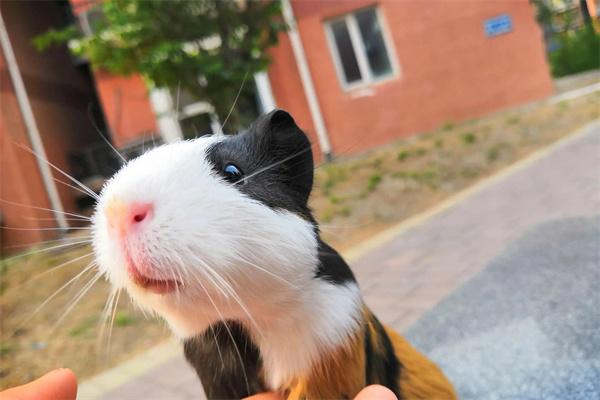 豚鼠每天要喂多少饲料？(图2)