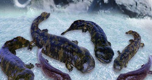 娃娃鱼的饲养之道（了解娃娃鱼的饲养需求，让你的宠物健康快乐）(图2)