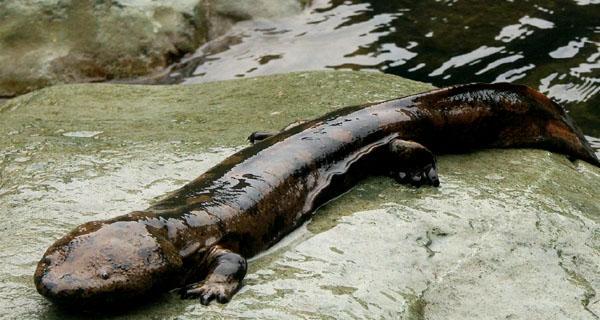 娃娃鱼的饲养之道（了解娃娃鱼的饲养需求，让你的宠物健康快乐） - 新生家伴