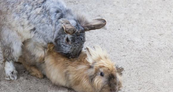兔子流产后多久能再次配种？（探讨兔子流产后的繁殖间隔时间和注意事项） - 新生家伴