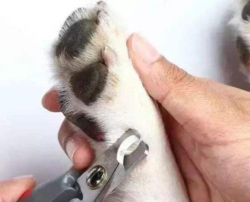 狗狗断血线的频率与注意事项（探讨狗狗断血线的最佳时机和细节关注） - 新生家伴