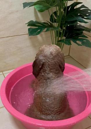 泰迪洗澡时间及注意事项（掌握泰迪洗澡的最佳时机与方法，让它保持清洁与健康） - 新生家伴