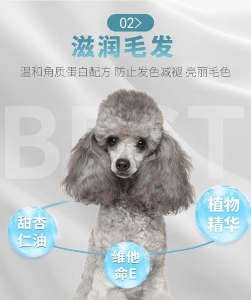 贵宾犬的洗澡频率及注意事项（一周洗澡一次，让贵宾犬毛色亮丽健康）(图2)