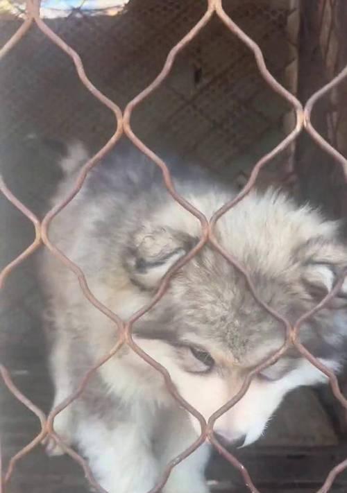 《雪橇三大傻》（以“雪橇三大傻”为主题的狗狗赢得了大家的喜爱）(图2)